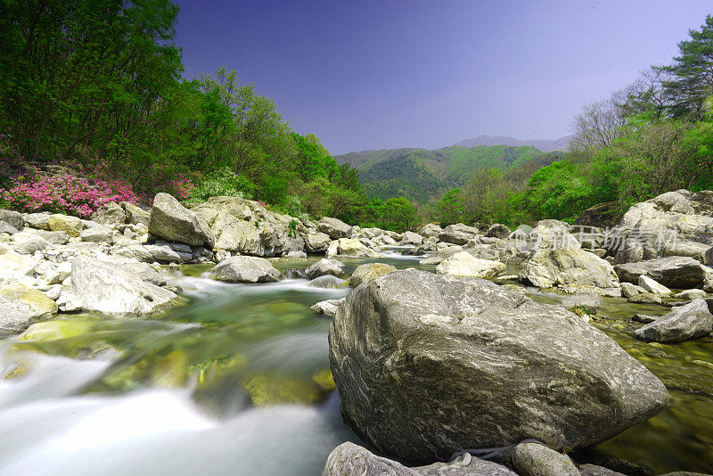 VH522 Rhododendron flowers in Myongji valley and Yongsu waterfall…